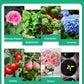 🔥Kaufe 2, bekomme 1 gratis 🤩Flüssige Lösung zur Aktivierung von Pflanzen und Blumen