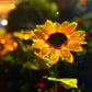 ⏳Begrenzte Zeit €13,99!!⚡50K+VERKAUFT!🌞🌻Wasserdichte Solar-Sonnenblumenleuchten für den Garten - Jetzt im Angebot
